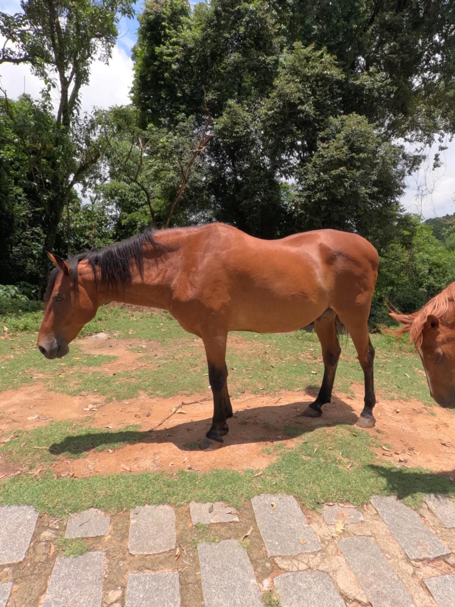 Aldeia Parque Pousada Rural São Roque Dış mekan fotoğraf